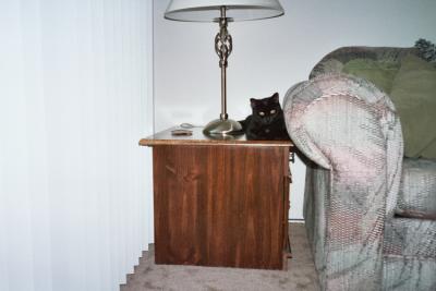 Millie's favorite perch