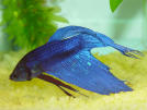 betta.jpg