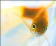 goldfish.jpg