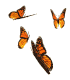 monarch2.gif