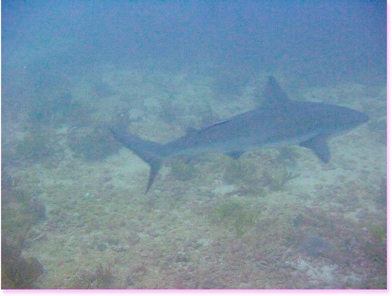 shark.jpg